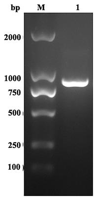 Protective efficacy induced by Eimeria maxima rhomboid-like protein 1 against homologous infection